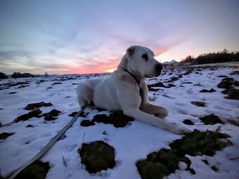 Stredoázijský ovčiak - 2