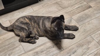 Holandsky ovciak - 2