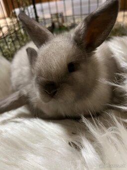 Minilop zajačik - mláďatá - 2