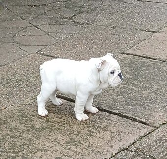 Anglický bulldog - 2