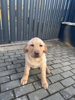 Labrador - 2