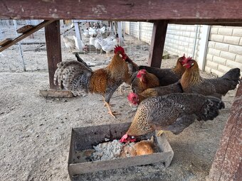 Vlašky rodofarebne - 2