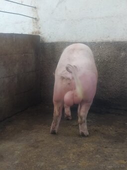 Kanec BU&Landras - 2