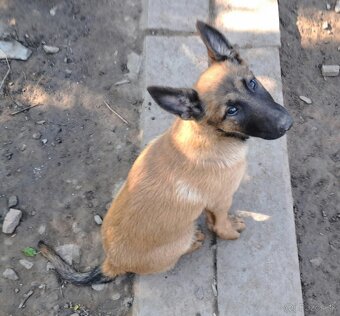 Predám Belgický malinois ovčiak - 2