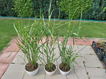 Ozdobnica čínska zebrinus - 2