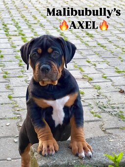 American bully xl/xxl s PP - 2