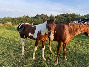 Aph American paint horse valach 2024 s pp - 2