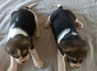 Bígl,Beagle, Bigl ,Bigel šteniatka - 2