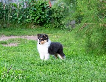 Kólia dlhosrstá s PP - 2