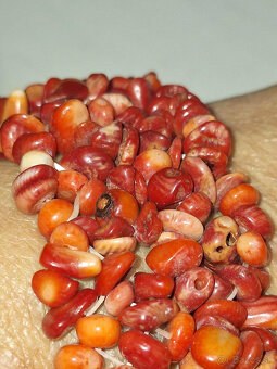 KORÁLOVÝ NÁRAMOK - 2