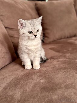 Skotska klapoucha macka, scottish straight s PP - 2