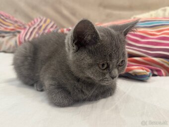 Mačiatko Britská Modrá - 2