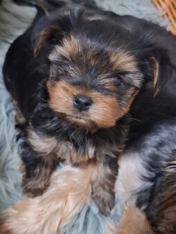 Yorkšhire,yorkšhirský terier - 2