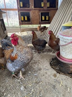 Oravka rodofarbá - 2