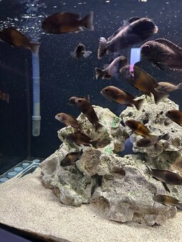 Tropheus Bemga Tanganika - 2