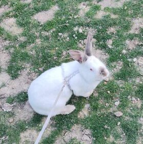 Samica králika - 2