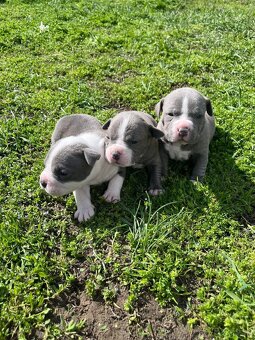 American Bully - 2