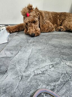 Predám Goldendoodle - 2