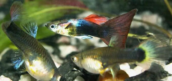 Gupky - poecilia reticulata - 2