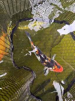 Koi kapre - 2