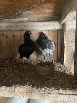 Araucana - 2
