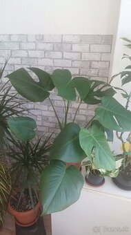 Monstera Deliciosa - 2