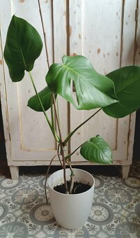 Monstera deliciosa - 2