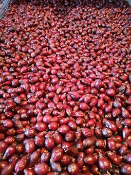 Sušené šípky - 2