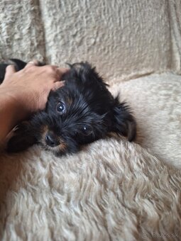 Yorkšhir,york,yorkšhirsky terier - 2