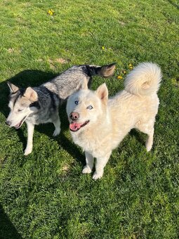 Sibírsky husky na krytie - 2