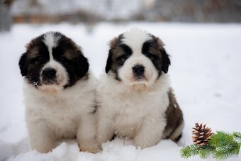 Šteňatá Moskovského strážneho psa - 2