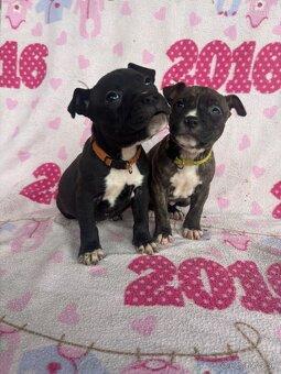 Americký stafordsirsky terier, Stafford, amstaf - 2