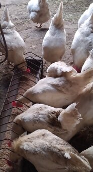 Nasadove vajíčka Leghorn - 2