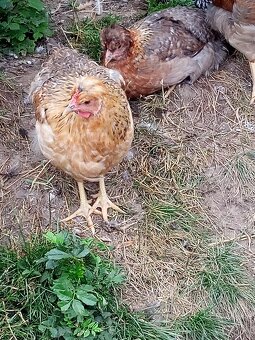 NV zelené green shell - 2