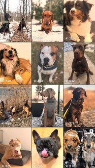 Hotel pre psov NITRA A OKOLIE- DOGDARNY - 2