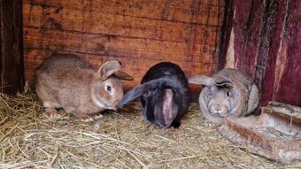 Pedám mladé samce do chovu - 2