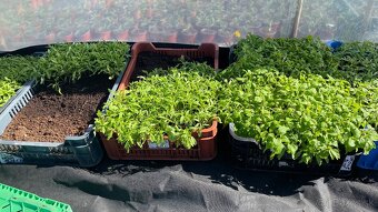 Priesady na pikírovanie - 2