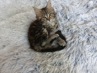 Maine Coon mačiatka - 2