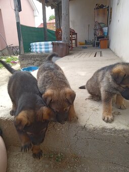 Malinois - 2