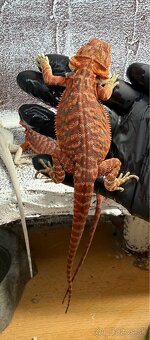 Agama bradatá – Hypo Zero(biela) a Half Monster (červená) - 2