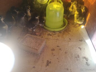 Australorp kuriatka - 2
