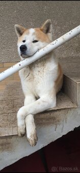 Akita inu na krytie , párenie - 2