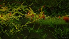 Krevetky, akvarijné rastlinky - 2