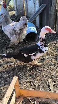 Predám kuriatka ,vočku,kačku - 2