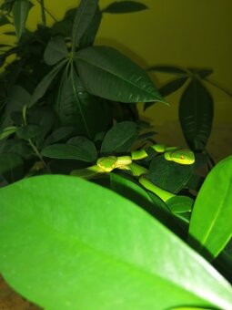 Trimeresurus albolabris - 2