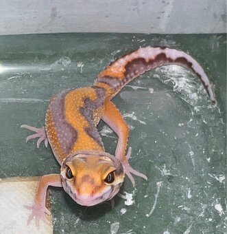 Gekončík nočný - super genetika - 2