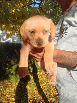 Americký kokeršpaniel × jazvečík merle - 2