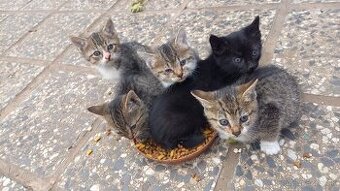 Darujem mačiatka - 2