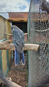 Rozela Penantová - 2