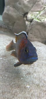 Predam cichlidy Aulonocara Red rubin - 2